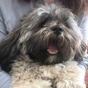 Meet your Posher, Phoebe